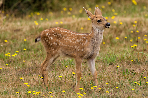 Our other visitors - blacktail fawn