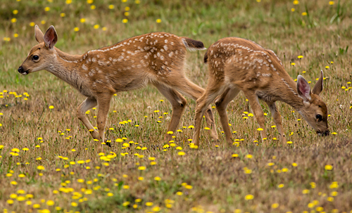 Our other visitors - blacktail fawns